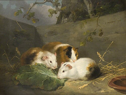 Guinea Pigs, 1792, George Morland