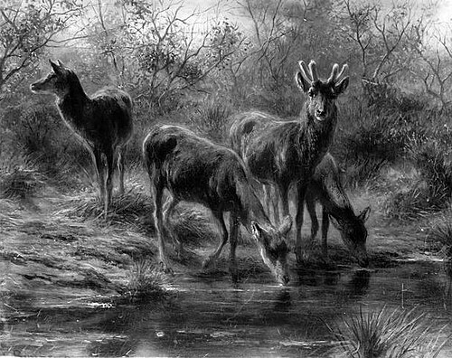 Deer Drinking, 1877, Rosa Bonheur