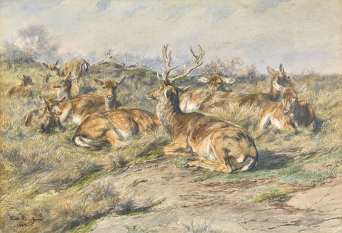 Étude de cerf, 1885, Rosa Bonheur