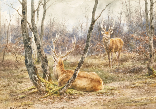 Étude de cerf, 1900, Rosa Bonheur
