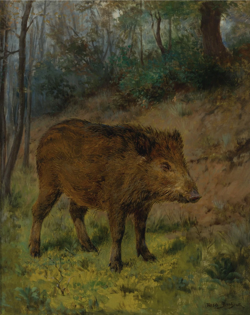 A Boar, 1900, Rosa Bonheur