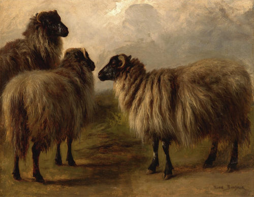 Three Wooly Sheep, 1900, Rosa Bonheur