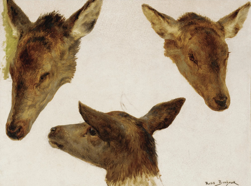 Study of Deer Heads, 1900, Rosa Bonheur