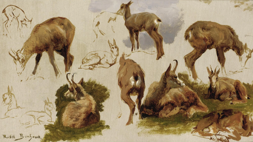 Studies of an Isard, 1900, Rosa Bonheur