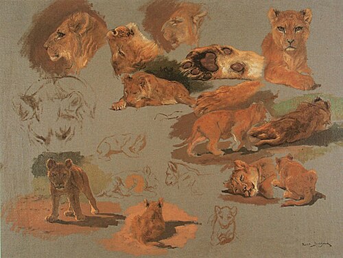 Dix-huit études d'après un jeune lion, têtes et pattes, , Rosa Bonheur