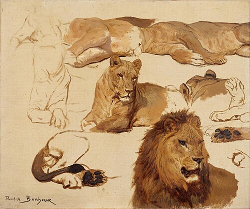 Huit études de lion et lionne et trois études de pattes, , Rosa Bonheur