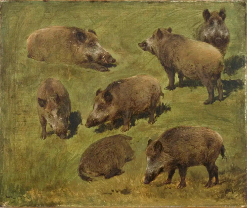 Sept études de sanglier, , Rosa Bonheur