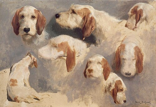 Sept études de têtes de chiens courant et un chien courant vu de dos, , Rosa Bonheur