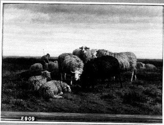 Shepherd with Sheep, 1850, Helmert van der Flier