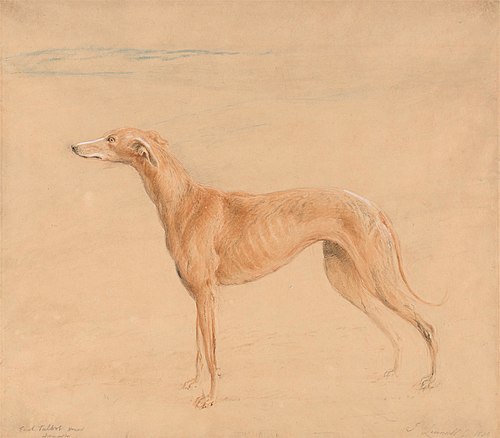 Earl Talbot's Hound, Thomasine, 1839, John Linnell