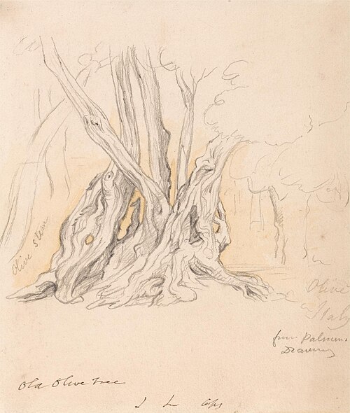 Old Olive Tree, , John Linnell