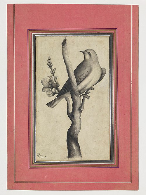Oiseau perché sur une branche, 1782, Mohammad Sadiq