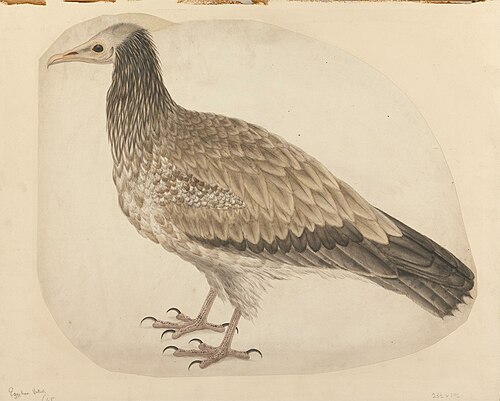 Egyptian Vulture, 1736, Charles Collins