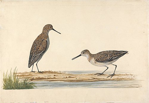 A Pair of Stints, , Charles Collins