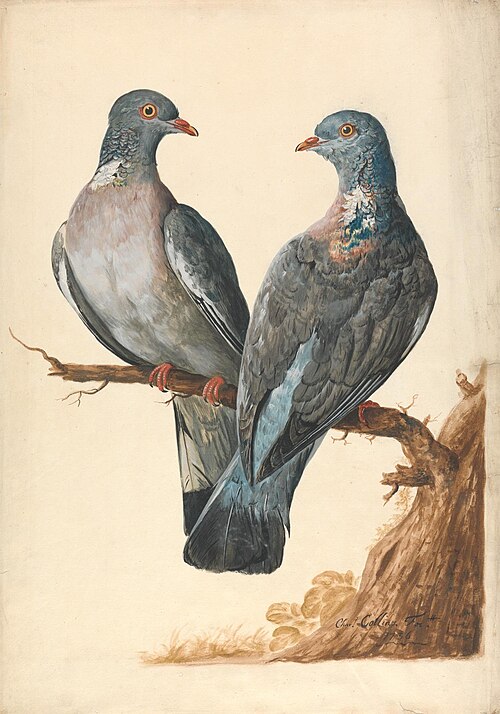 Two Wood Pigeons, 1736, Charles Collins