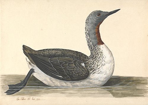 A Red Throated Diver, June 1742, 1742, Charles Collins