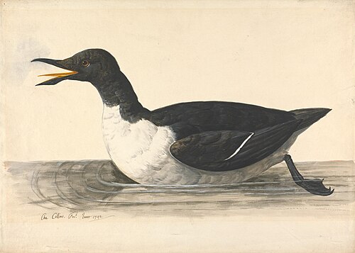 A Guillemot, June 1742, 1742, Charles Collins