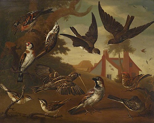 British Birds: Brambling, Tree Creeper, Sand Martins, Goldfinch, a Pair of House Sparrows, a Pair of, 1736, Charles Collins