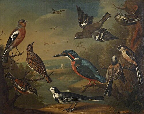 British Birds (Pair of Chaffinches, Goldcrest; Woodlark; Kingfisher; Long Tailed Tits; Stonechat and, 1736, Charles Collins
