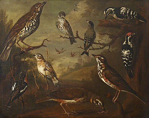 British Birds: Cock Redwing; Hen Redwing; Cock Winchat; Hen Winchat; Cock Aberderine; Cock Small Spo, 1736, Charles Collins