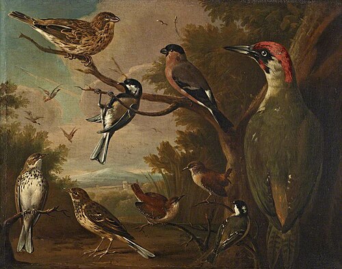British Birds: Corn Bunting; Great Tit; Bullfinch; Green Woodpecker; Pipits; Wrens and a Coal Tit, 1736, Charles Collins