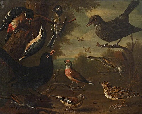 British Birds: Hen Blackbird; Great Tit; Nuthatch; Great Spotted Woodpecker; Cock Whitethroat; Cock , 1736, Charles Collins