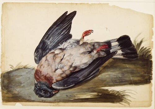 Dead Wood Pigeon, , Charles Collins