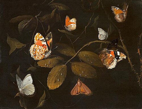 Six Butterflies and a Moth on a Rose Branch (Sept Papillions sur une Branche de Rosier), 1690, William Gouw Ferguson