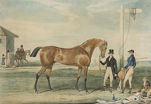 The Racehorse 'Moses', , James Pollard