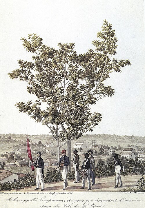 Arbre appellé Genipavera..., 1828, Hercule Florence