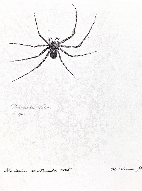 Dolomedes Walek: n: spec, 1826, Hercule Florence
