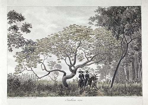 Embira uçú., 1828, Hercule Florence