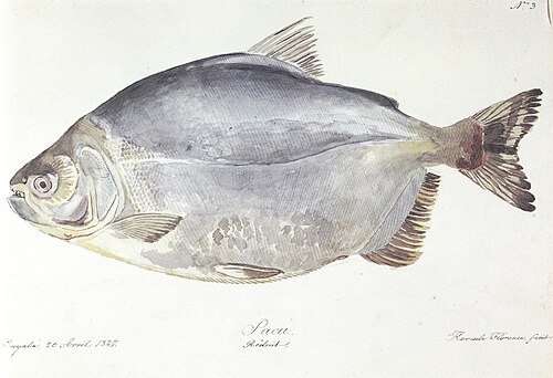 Nº 3. Pacú., 1827, Hercule Florence