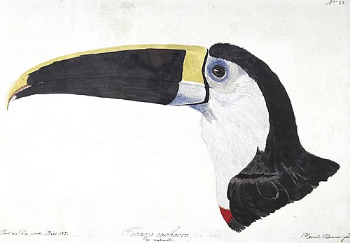 Nº 52. Tocano cachorro, 1828, Hercule Florence