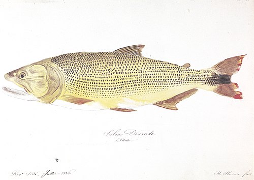 Nº 80. Salmo Dourado., 1826, Hercule Florence