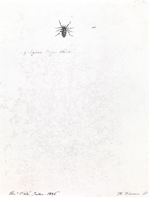Nº 82. G. Epeira 2ᵈᵉ fam. Walek, 1826, Hercule Florence