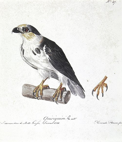 Quiriquiri Gr. nat., 1828, Hercule Florence