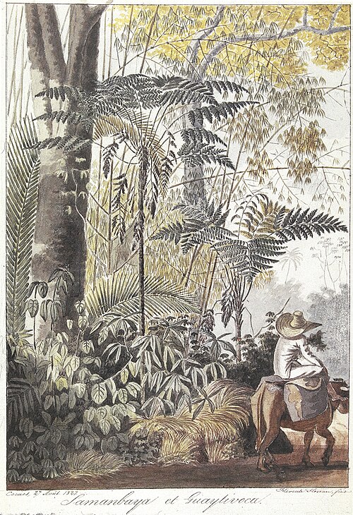 Samanbaya et Guaytivoca, 1827, Hercule Florence