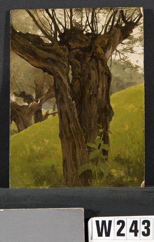 Studie knotwilgen, 1907, Willem Witsen