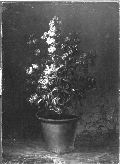 Blumenstück (Rote Levkojen), 1719, Caspar Hirscheli