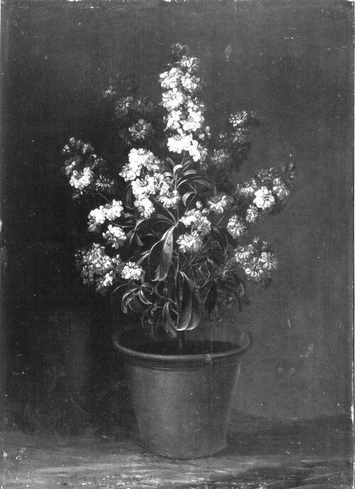 Blumenstück (Weiße Levkojen), 1719, Caspar Hirscheli