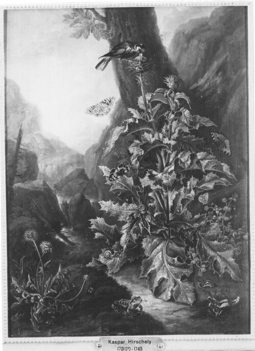 Große Distelpflanze, 1719, Caspar Hirscheli