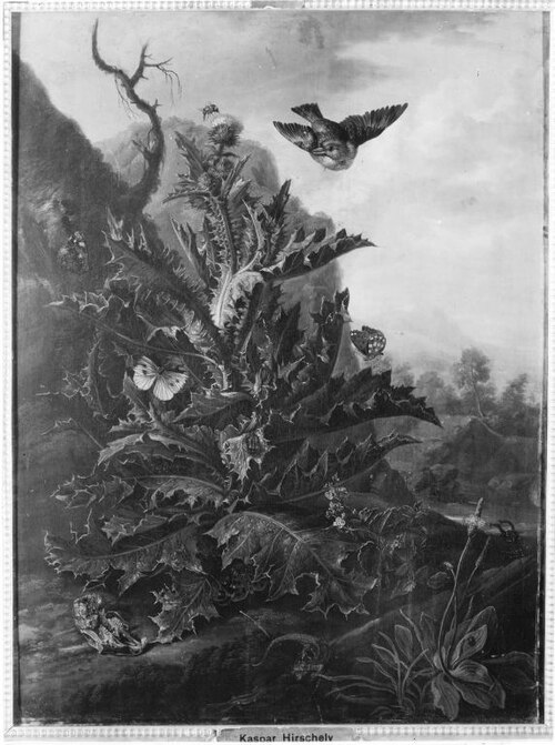 Stillleben mit Distel und Tieren, 1719, Caspar Hirscheli