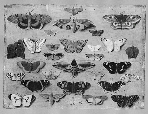 Papillons, 1651, Jan van Kessel le Jeune