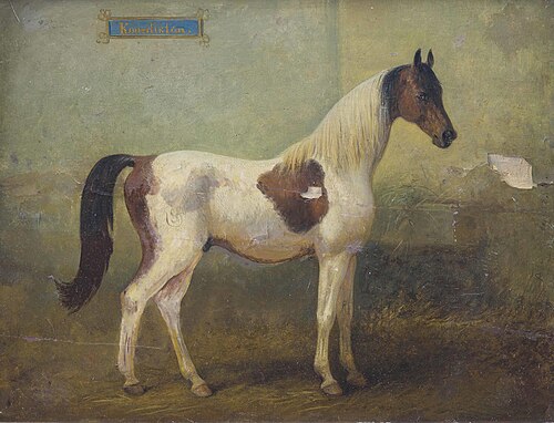 Junger gefleckter Hengst im Stall, 1893, Alois Bach