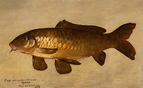 Carp, , Henry Thomson