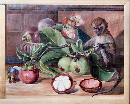 Flowers and Fruit of the Mangosteen, and a Singapore Monkey, 1876, Marianne North