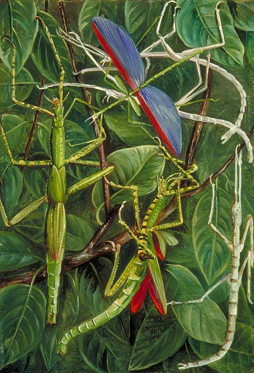 Leaf-Insects and Stick-Insects, 1870, Marianne North
