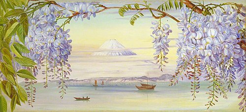 Distant View of Mount Fujiyama, Japan, and Wistaria, 1876, Marianne North
