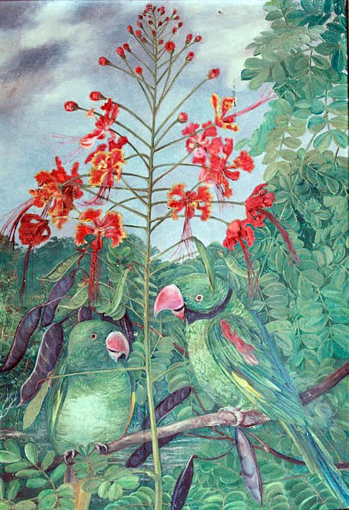 Seychelles Parakeets, 1883, Marianne North